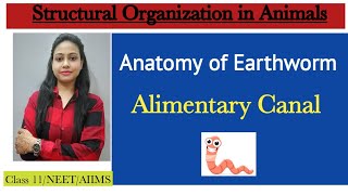 Ch7 Structural organization in animals  Anatomy Alimentary canal of Earthworm  Class 11NEET [upl. by Adnala]