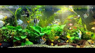 Angelfish community tank [upl. by Mulligan]