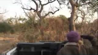 AM Safari Drive  Matimba Male Lions  July 25 2011 [upl. by Synned]