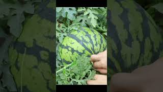 Water melon harvesting agriculture friut farm trending farmfresh viral shorts [upl. by Aihsital]