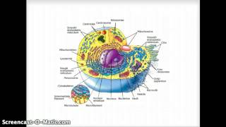 Cells  Cytology  Part 1 [upl. by Josiah398]