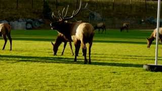 Bull Elk vs Cell Phone Photographer [upl. by Ysdnyl]