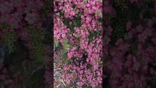 Spring Bliss Leptospermum Tickled Pink in Full Bloom melbourne flowers deakinuniversity [upl. by Everard]