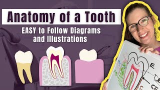 Parts of a Tooth Diagramed and Explained by a Dentist  Learn the Layers and Tissues of a Tooth FAST [upl. by Berk]