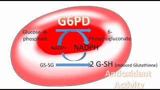 G6PD deficiency anemia Explained in urduhindi [upl. by Michaeline746]