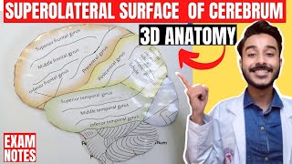 superolateral surface of cerebrum anatomy 3d  gyri and sulcus of cerebrum hemispheres anatomy [upl. by Zoi]