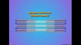 Muscle Structure and Contraction [upl. by Eigger]