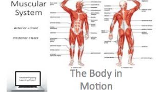 PDHPE preliminary  The Body In Motion  Muscular System [upl. by Mixie]