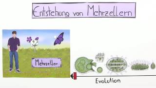 ENTSTEHUNG VON MEHRZELLERN  Biologie  Evolutionsbiologie [upl. by Roderic]