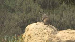 California Ground Squirrel Alarm Call 01avi [upl. by Hael]