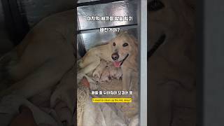 새벽5시부터 낮12시까지 새끼를 낳느라 남해 리트리버 babydog 몽실이 감동 dog [upl. by Enelhtac]