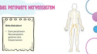 Das Nervensystem einfach erklärt [upl. by Mungo]