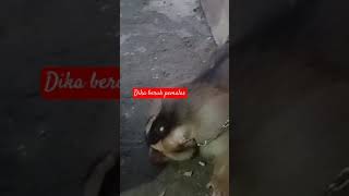 Dika beruk obesitas yg pemalas [upl. by Kala]