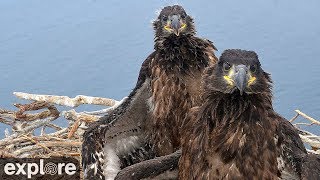 West End Bald Eagle Cam powered by EXPLOREorg [upl. by Acira]