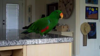 Eclectus parrot singing and talking [upl. by Iccir]