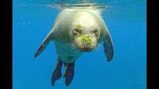 Monk Seal Aggression [upl. by Anibas269]