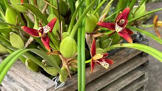 Care and Culture of Maxillaria Tenuifolia carecollab [upl. by Yerg]