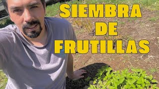 Siembra de frutillas como sembrar frutillas huerta wildlife surdechile frutillas chile [upl. by Selwyn]