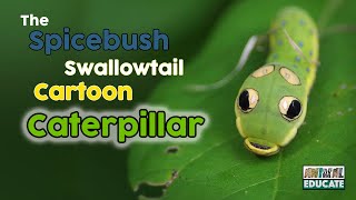 Is This Caterpillar For Real The Spicebush Swallowtail Caterpillar 🐛 [upl. by Hillie]