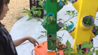 What to plant in a DIY hydroponics vertical garden [upl. by Icram]