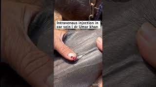 Intravenous injection in ear vein l dr Umar khan [upl. by Alair]