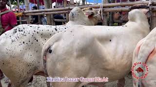 very good quality pakra bulls of hazratpur haat [upl. by Notxam]