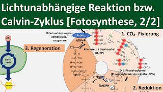 Lichtunabhängige Reaktion  CalvinZyklus  Dunkelreaktion Fotosynthese 22 BiologieOberstufe [upl. by Anastassia]