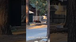 Can I pet that dawwwwg🥹 Tahoe bear urbanwildlife [upl. by Ecidnacal]