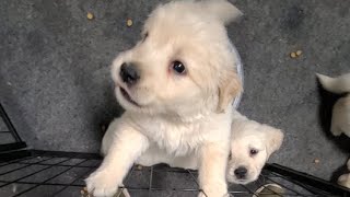 Cream Golden Retriever puppies [upl. by Enial103]