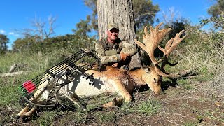 Big Velvet Fallow buck [upl. by Assi]