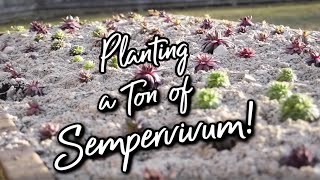 Planting 200 SEMPERVIVUM Huge hens and chicks garden bed [upl. by Okime992]