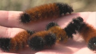 Animal Fact Friday  Woolly Bear Caterpillar [upl. by Neely]