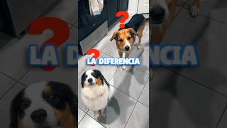 Galletas para Perros Baratas VS Caras ¿Cuál es Mejor [upl. by Llednor]