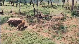 sasangir 🌳🌴🐅🦬🦒 dekhiye video thank you [upl. by Gona]