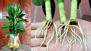 How To Grow Dracaena Deremensis Plants From Cuttings With Water Simple Easy To Do [upl. by Antoni]