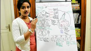 NEUROANATOMYTHE SPINAL CORDPART 3INTERNAL FEATURESDR ROSE JOSE MD [upl. by Talya]