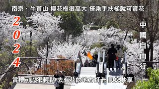 2024南京‧牛首山 搭乘手扶梯就可賞花 賞櫻可以很輕鬆 牛頭禪院的染井吉野櫻很高大 去有花的地方打卡 中國自由行 與您共享！！ [upl. by Peri]