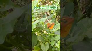 Color😲ChangeGarden🦎Lizard [upl. by Laurel]