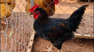 Romeo my 5 month old rooster welsummer breed [upl. by Erbma]