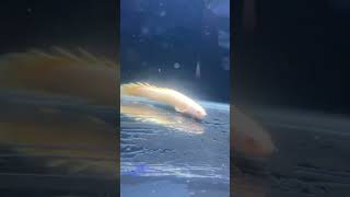 New fish tank super hi back Arowana with senegal fish viral fish fishtanks arowana [upl. by Margalo]