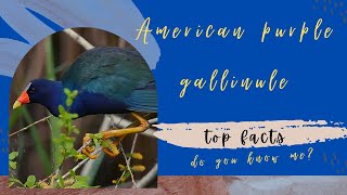 purple gallinule facts 🦜 [upl. by Rintoul]