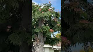 Took a walk saw mimosa tree with fuzzy pink flowers [upl. by Astrahan]