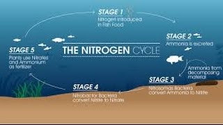 HOW TO Cycle an Aquarium Nitrogen Cycle [upl. by Guillermo840]