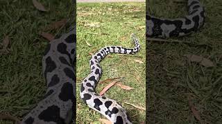 Pure jungle reduced pattern axanthic carpet python snake reptiles wildlife nature [upl. by Bekki]