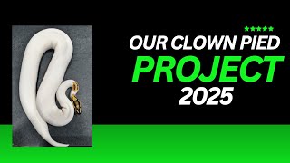 2025 Clown Pied Ball Python Project [upl. by Candie]