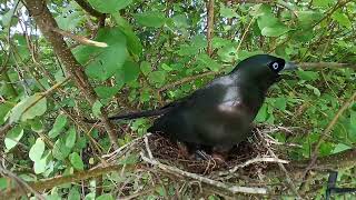 Rackettailed treepie bird Feed the baby in the nest well 9 [upl. by Eliot]