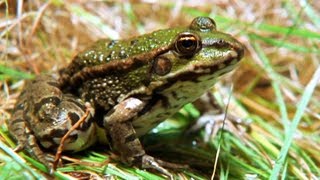 Facts About Frogs amp Toads 🐸  Secret Nature  Amphibian Documentary  Natural History Channel [upl. by Adnilemre]