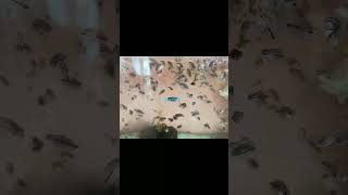 Online Fish Shopping in India  Fish Tank for SALE  Call Anil 9210090877 trending viral shorts 6 [upl. by Aicilaanna]