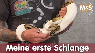 Meine erste Schlange  Welches Tier passt zu mir  Reptil TV [upl. by Mathew]