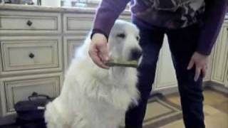 VICIOUS FOOD AGGRESSIVE GREAT PYRENEES SAVED  Jeffrey Loy  wwwFriendToAnimalscom [upl. by Mabel]